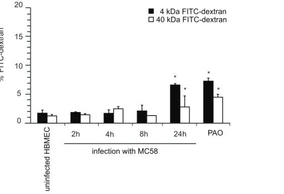 Figure 1. N. meningitidis infection alters the paracellular permeability of HBMEC. HBMEC were grown on matrigel–coated 3 mm pore size Transwell filter for 5 days