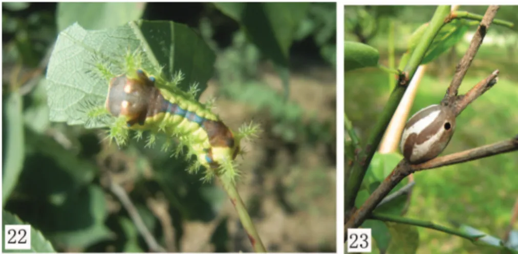 Figure 24. Distribution of Monema in China.  M. tanaognatha Wu &amp; Pan;   M. coralina Dudgeon; 