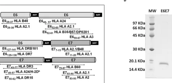 Fig 1. Design and purification of the vaccine antigen. (A) Scheme of the designed E6E7 antigen