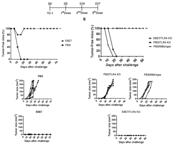 Fig 3. Therapeutic anti-tumor responses elicited in mice immunized with E6E7. (A) Groups of five C57BL/6 mice were treated with three doses of PBS/