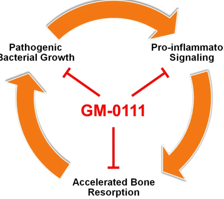 Fig 7. Proposed mechanism of GM-0111 to treat or to prevent periodontitis. GM-0111 (1) reduces the source of inflammatory mediators by suppressing P