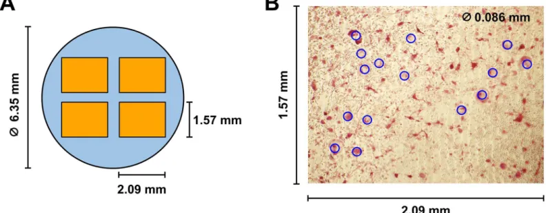 Fig 2. Measurements of multinucleated giant cells (MNGCs) within each microplate well