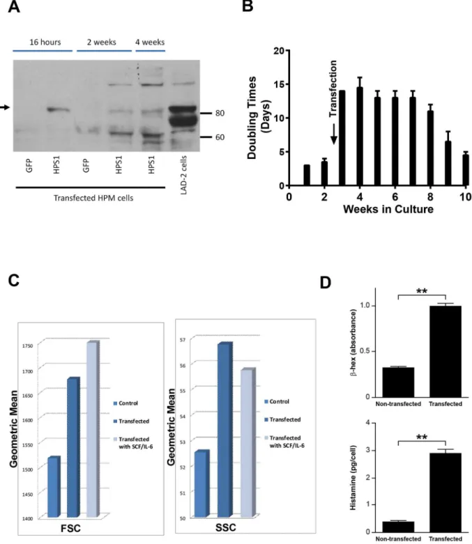 Fig 4. Results of transfection of HPM cells with normal HPS1 . A) Representative Western blot of HPS1 transfected HPM cells and control LAD2 cells demonstrating HPS-1 protein expression (arrow) in 16 hr, 2 and 4 wk HPM cultures, confirming transfection and