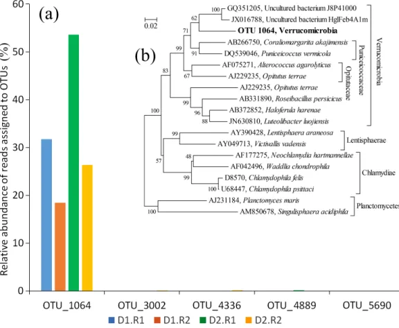 Figure 4 The abundance of OTUs affiliated with the phylum Verrucomicrobia and the phylogenetic relationship of OTU 1064