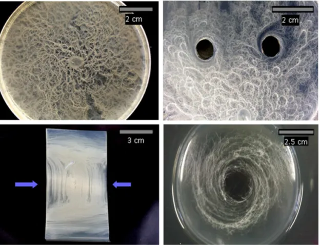 Figure 2. The effects of altered substrate structure on the colony morphology of B. mycoides