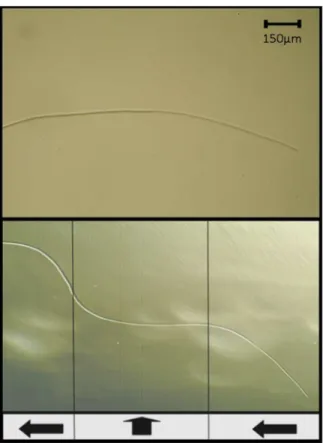Figure 4. Time-lapse images of a single B. mycoides filament responding to the application of compressive force
