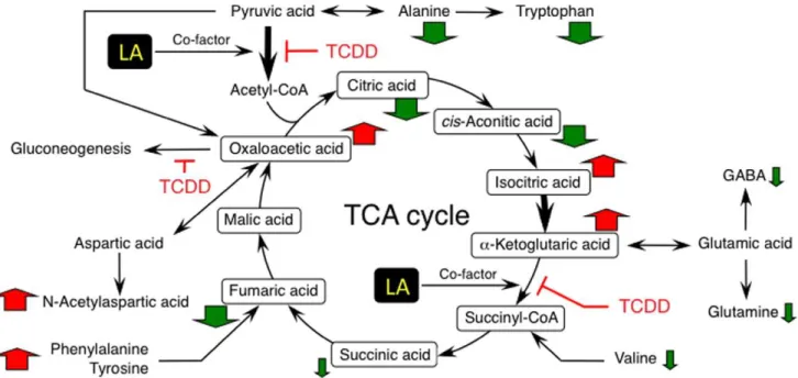 Figure 8. Summary of TCDD effects on fetal hypothalamic changes in the TCA cycle and amino acid metabolism