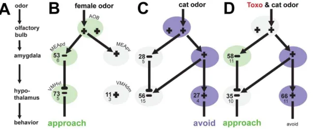 Figure 2. Schematic Model of Toxoplasma Induced Changes to Host Limbic System. (A) General schematic model of limbic brain activity in a male rat after exposure to an emotionally salient odor