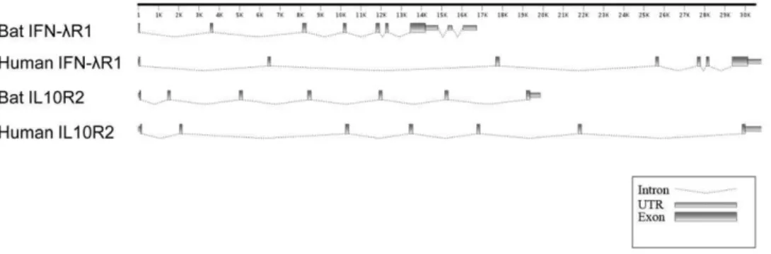 Figure 1. Gene organization of P. alecto IFN l R1 and IL10R2 compared with that of corresponding human genes