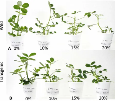 Fig. 4. Seedlings of wild type (A) and transgenic line (B) exposed to 0, 10, 15, 20% PEG for 3 days.