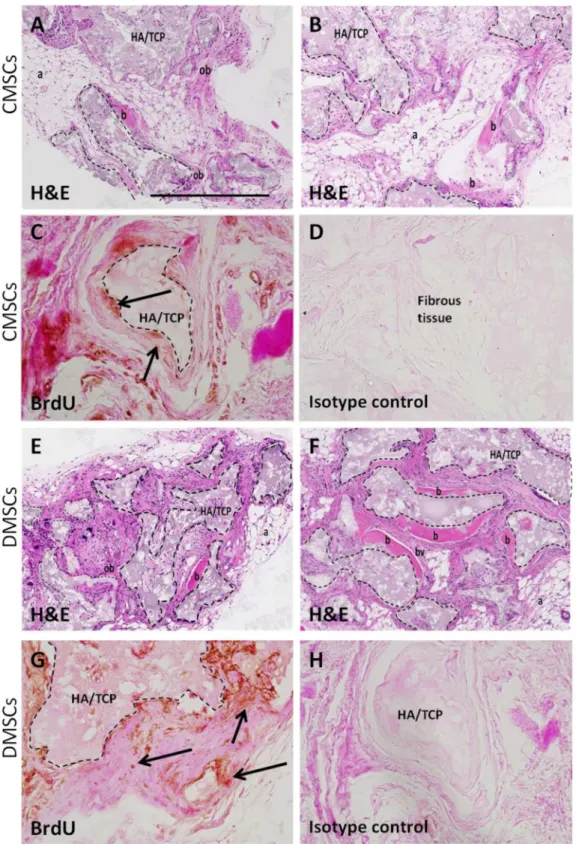 Fig 3. Histology of CMSCs and DMSCs transplants. Cross sections are representative of CMSCs transplants (A-B) and DMSCs transplants (E-F) after 8 weeks stained with Haematoxylin and Eosin (H&amp;E)
