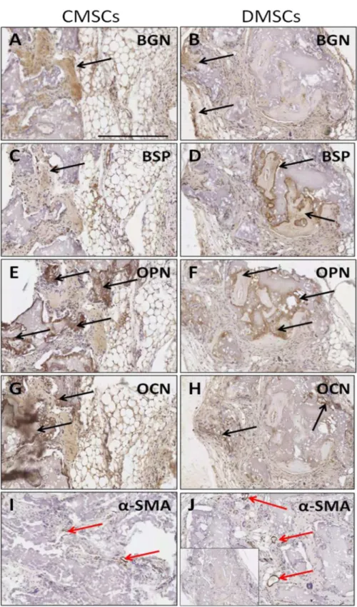 Fig 4. Immunoreactivity of osteogenesis markers after in vivo transplantation of primary CMSCs and DMSCs into immunocompromised mice