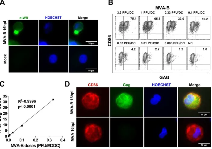 Figure 1. MDDC infected with MVA-B expressed intracellular Gag protein in a dose-dependent manner