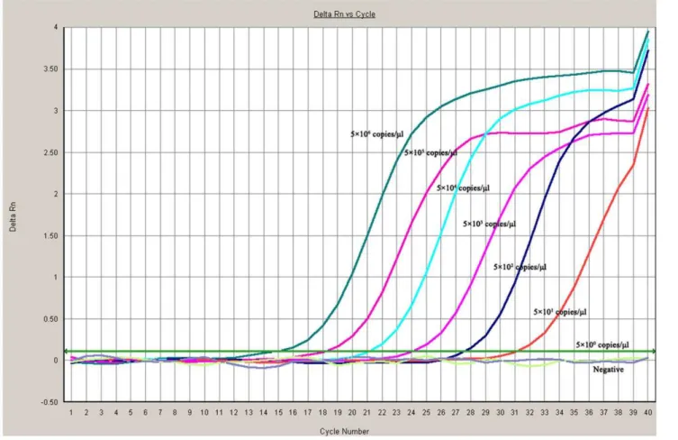 Figure 2. Sensitivity of the Taq Man MGB probe real-time quantitative polymerase chain reaction (PCR) for Chinese sacbrood virus (CSBV)
