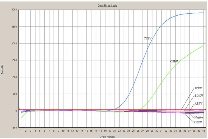 Figure 4. Comparison of the specificity of Chinese sacbrood virus (CSBV) Taq Man PCR assay for CSBV detection