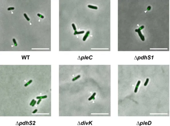 Figure 2. Localization of FtsZ and morphology of histidine kinase and response regulator mutants