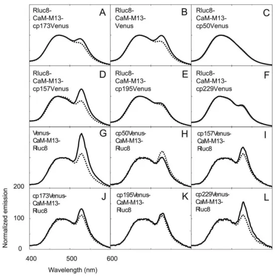 Table 1. Emission ratio (530 nm/480 nm) without and with Ca 2+ and dynamic range of newly developed constructs.