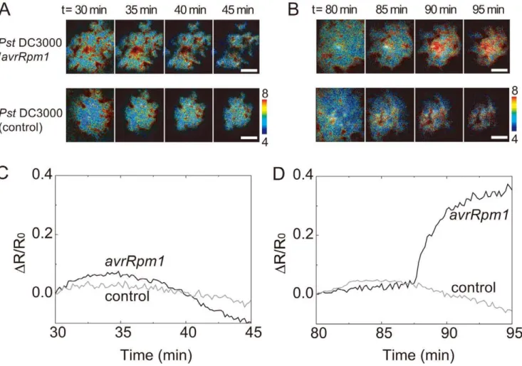 Figure 5. Ca 2+ imaging of plant leaves by using BRAC. A series of pseudo-colored BRET images showing Ca 2+ dynamics in plant leaves 30 minutes (A) and 80 minutes (B) after inoculation of Pst DC3000/avrRpm1 and Pst DC3000 (control)
