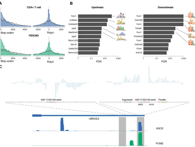 Fig 4. Interpretation of the AGO-binding model learned from CLIP-seq data. (A) Positional distribution of AGO binding sites (blue/