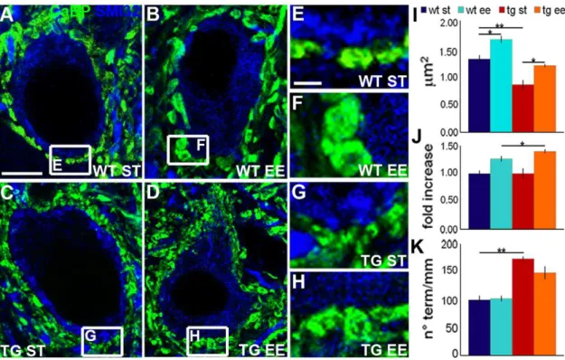 Figure 1. Size changes of PC axon terminals following exposure to EE. (A-H) DCN neurons, visualized by SMI32 antibodies (blue), are contacted by PC axon terminals, stained by anti-calbindin antibodies (green)
