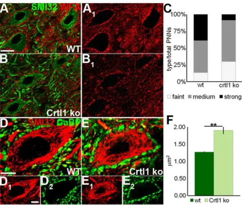 Fig. 5E). When we compared the two strains in ST conditions, we found that the levels of aggrecan mRNA in transgenic DCN were 25% lower than in wild-type cerebella  (wild-type = 1.02 6 0.07; transgenic = 0.76 6 0.07; Student’s t-test: