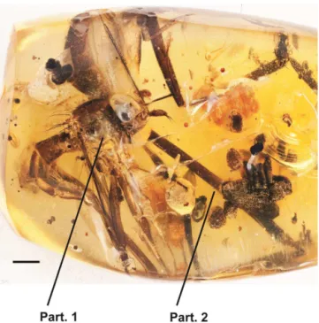 Figure 4. Photo of 1.5 female Stylogaster grimaldii sp. n. left lateral view. Partial specimen 1 is intact except for the tip of terminalia, while all the remains of Partial specimen 2 is the abdomen with the terminalia intact