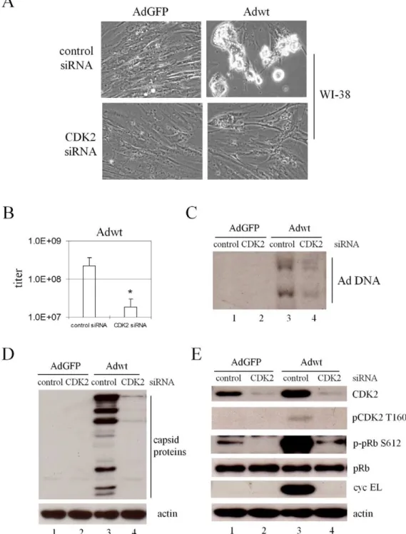 Figure 8. Effects of CDK2-specific siRNA on Ad replication in WI-38 human lung fibroblast cells