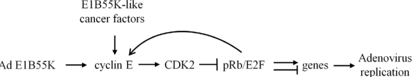 Figure 9. Proposed mechanism of cyclin E function in Ad replication. In Ad-infected cells, Ad E1B55K has a function to enhance cyclin E expression