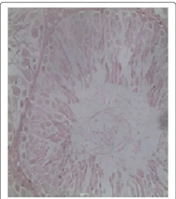 Figure 6 Rats withdraw from treated for 30 days after 60 days treatment of methanolic bark extract of Aegle marmelos 400 mg orally with the methanolic extract of the bark of Aegle marmelos (L.) Restoration of spermatogenesis is evident