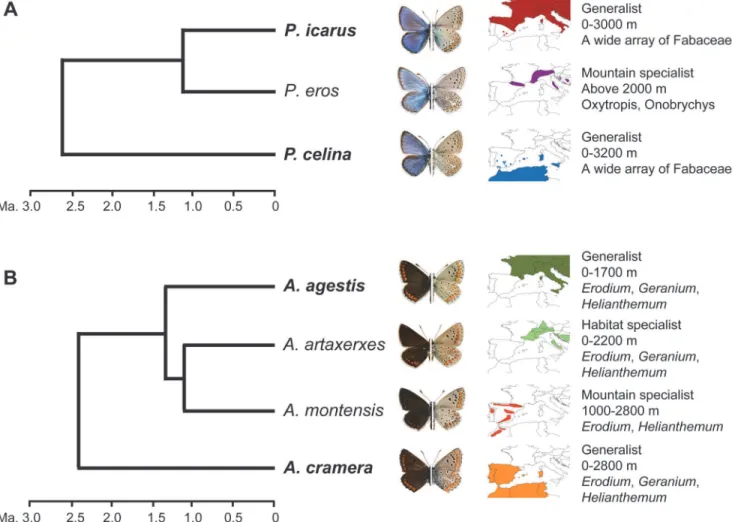 Fig 1. Model species. A. The evolutionary relationships, external appearance, western Mediterranean distribution and ecological preferences for Polyommatus icarus, P