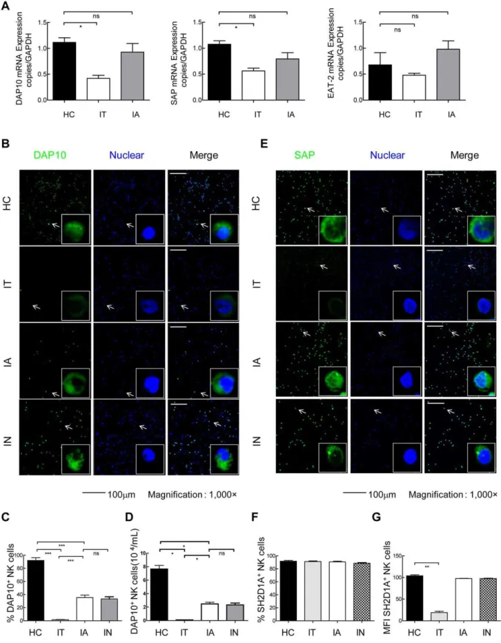 Figure 3. Reduced expression of DAP10 and SAP in NK cells from IT patients. (A) The mRNA expression levels of DAP10, SAP and EAT-2 in NK cells were investigated in cells from HBV patients and healthy controls