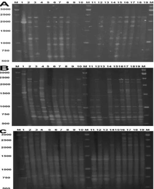 Figure 1 DNA fingerprints of 19 Tilletia genotypes obtained by rep-PCR technique .  