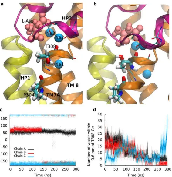 Fig 3. The Na2 site. (a) Comparison of the Na2 site in the outward-facing conformation before and (b) after rotation of T308