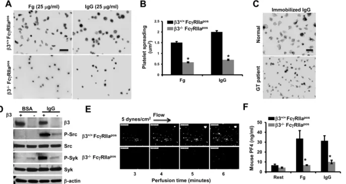 Fig 2. αIIbβ3-deficient platelets fail to spread, form thrombi, or efficiently secrete granule contents over immobilized IgG
