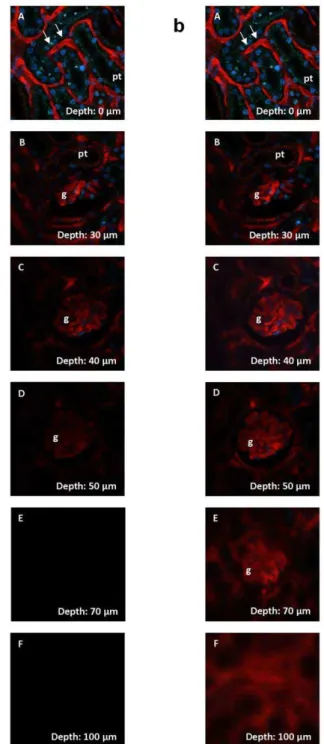 Figure 2. Z-stack through a mouse kidney in vivo, showing typical renal structures like glomeruli (g), proximal tubules (pt) and extraglomerular capillaries (arrows)