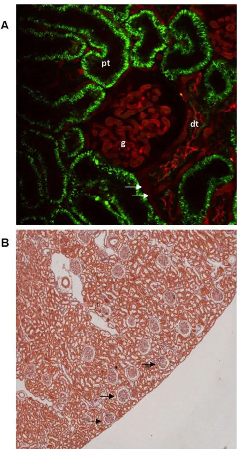 Figure 3. MPM imaging conditions in a kidney of a MWF rat in vivo. (A) Image of a superficial glomerulus (g) and a distal tubule (dt) in the kidney of a MWF rat