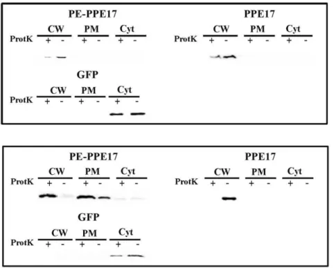 Figure 4. Map of pAL26. Shuttle expression vector designed to facilitate the expression of chimeric proteins fused to the PPE domain of PPE17.