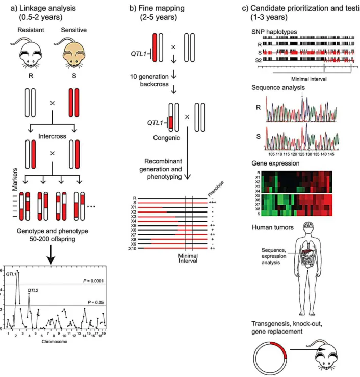 Figure 1. From QTL to causative gene. Three phases of QTL gene identification are depicted, with the length of time for each phase shown for phenotypes, such as cancer endpoints, that may take several months to a year to assess
