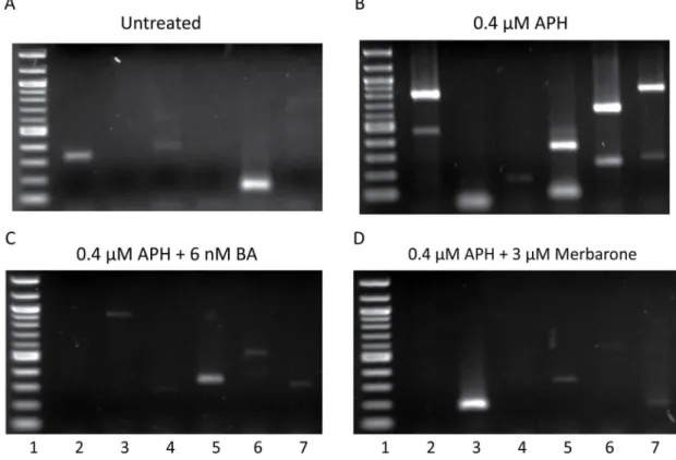 Figure 1.  LM-PCR detection of DNA breaks within intron 11 of RET.  DNA breaks formed in intron 11 of RET were detected by LM-PCR  without  treatment  (A)  or  following  24-hour  treatment  with  0.4  µM  APH  alone  (B)  or  in  combination  with  the  D