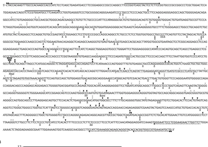 Figure 2.  Location of APH-induced DNA breakpoints within intron 11 of RET detected by LM-PCR