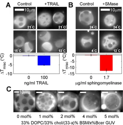 Fig 5. T misc is reduced in GPMVs from apoptotic cells. (A) GPMVs isolated from RBL-2H3 cells pretreated with 100ng/ml TRAIL for 30min have lower transition temperatures than GPMVs isolated from untreated cells.