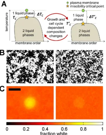 Fig 6. Predicted consequences of changing plasma membrane critical temperatures. (A) One model of lipid-mediated membrane heterogeneity postulates that intact cell plasma membranes are tuned to be slightly above a critical point under growth conditions, as