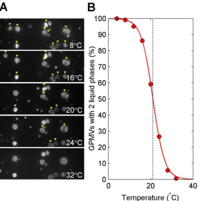 Fig 1. GPMVs from RBL-2H3 exhibit a broad distribution of miscibility transition temperatures