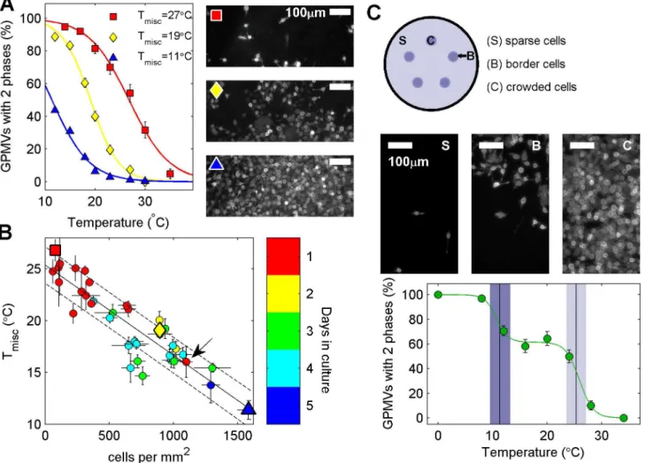 Fig 2. Transition temperatures are reduced in GPMVs isolated from more densely plated cells