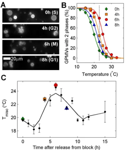 Fig 4. Transition temperatures vary systematically as RBL-2H3 cells synchronized to the G1/S boundary progress through the cell cycle