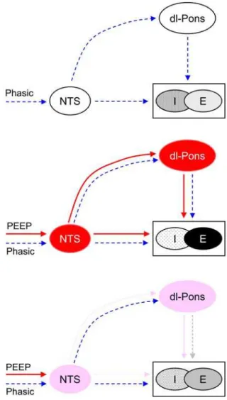 Figure 4. Mechanisms of respiratory-ventilator entrainment and its buffering by differentiator-type nonassociative learning