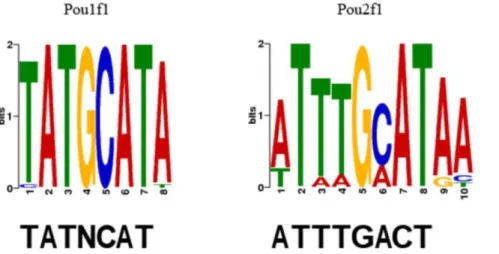 Figure 12. Differentiating between TFs from the same family. At the top of the figure are shown the MEME-predicted sequence logos for Pou1f1 and Pou2f1