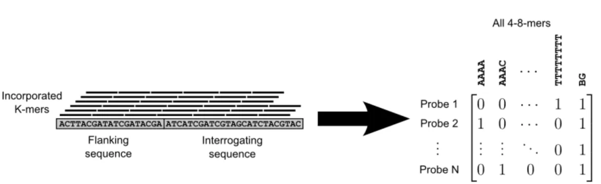 Figure 2. Construction of a PBM array design matrix. Both the flanking and interrogating sequences are considered when building the matrix.