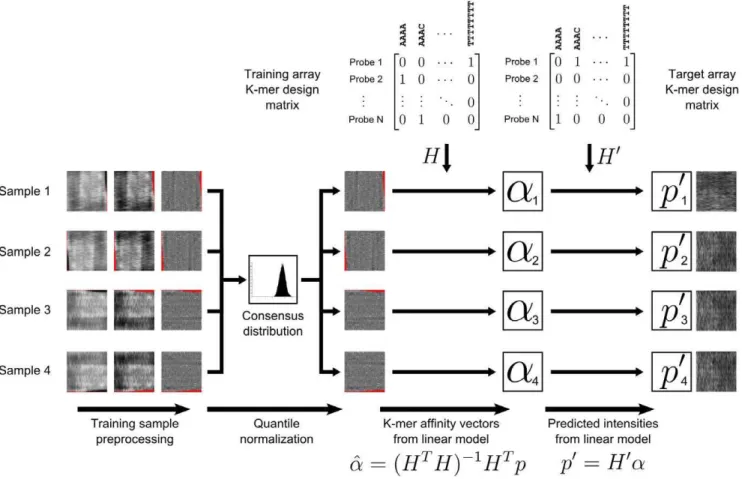 Figure 3. Overview of the full binding intensity prediction model. PBM samples are first preprocessed by removing dark outlier probes and performing spatial detrending