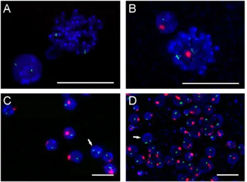 Figure 1. Representative FISH results using X (green) and Y (red) probes. (A) A metaphase peripheral blood lymphocyte from a female recipient mouse